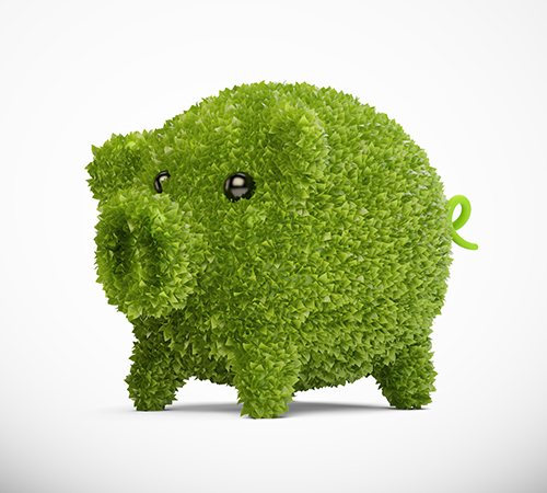 Green pig