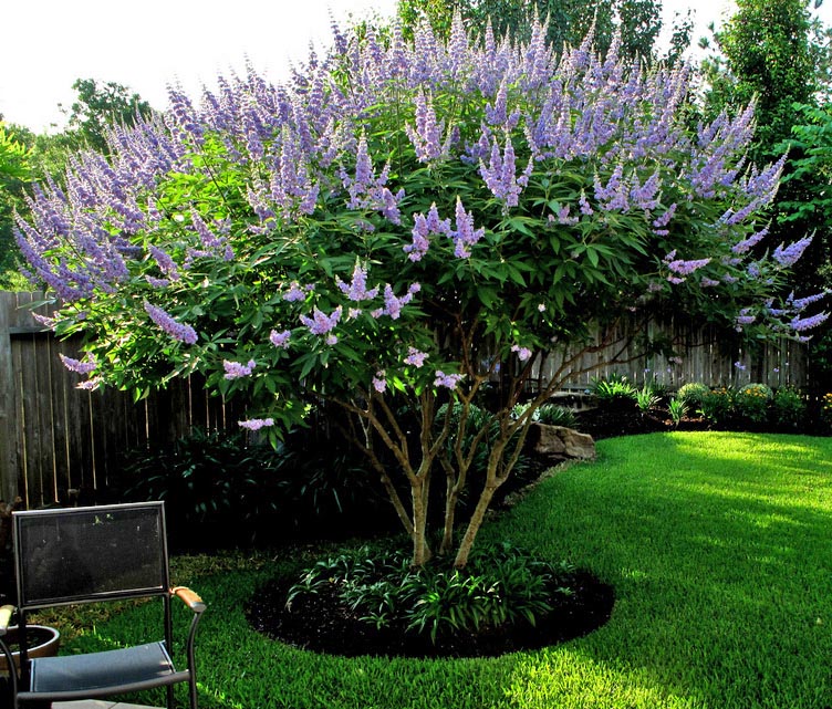 PURPLE VITEX (VITEX AGNUS-CASTUS)