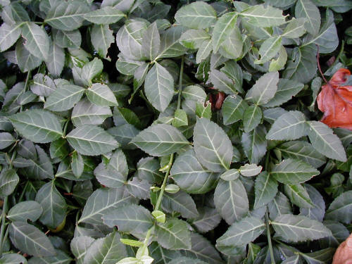 PURPLELEAF WINTERCREEPER