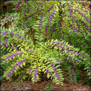 AMERICAN BEAUTYBERRY (CALLICARPA AMERICANA).jpg