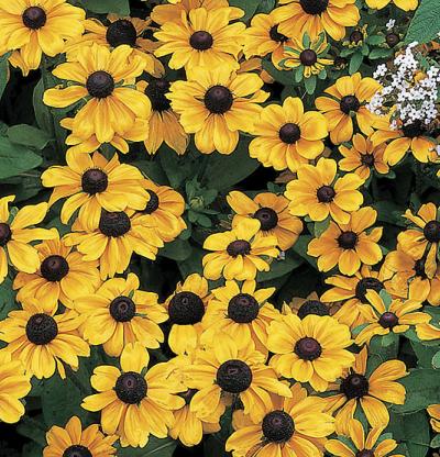 Black Eyed Susans (Rudbeckia Hirta)