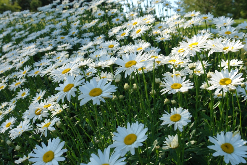Shasta Daisy