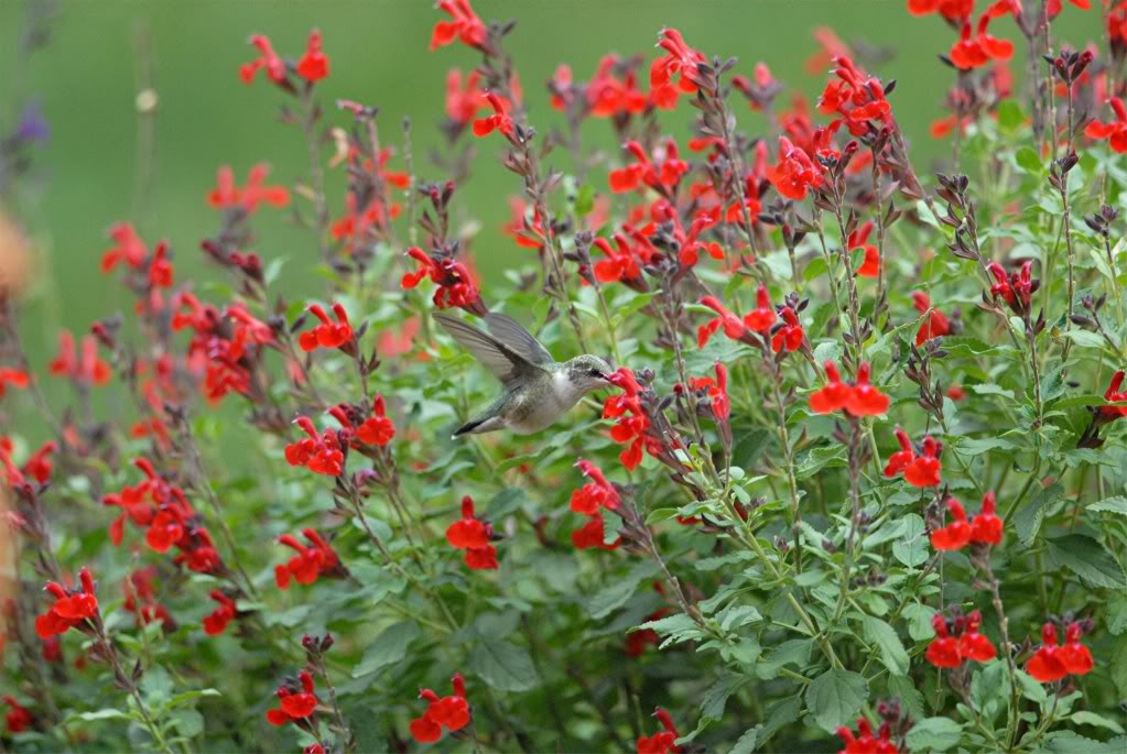 Salvia Greggii Red