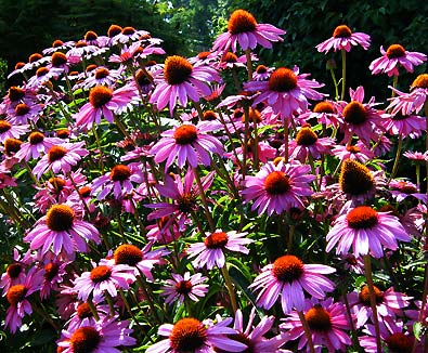 Purple Cone Flowers (Echinacea Purpurea)
