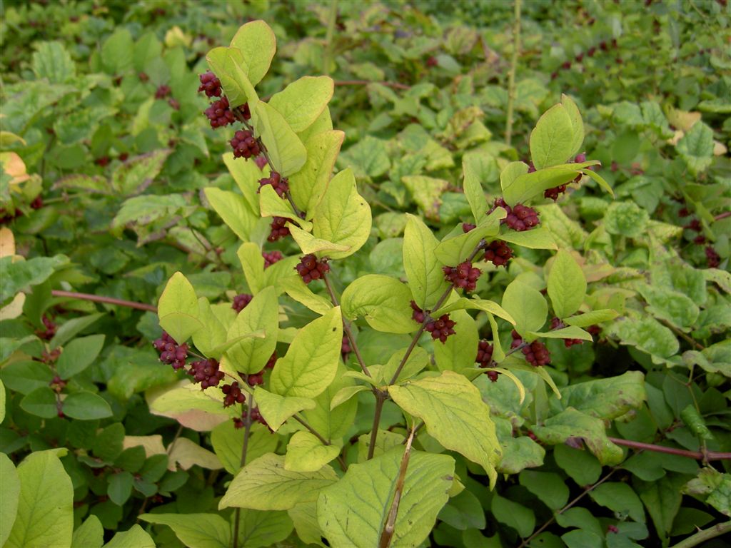 INDIAN CURRANT CORALBERRY (SYMPHORICARPOS ORBICULATAS).jpg