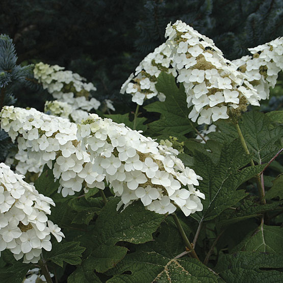 Oakleaf Hydrangea Brido Snow Flake