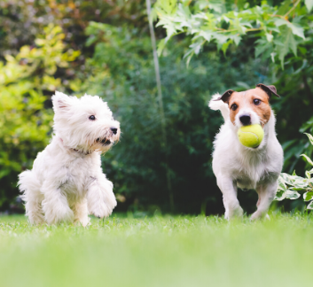 two dogs running in a park
