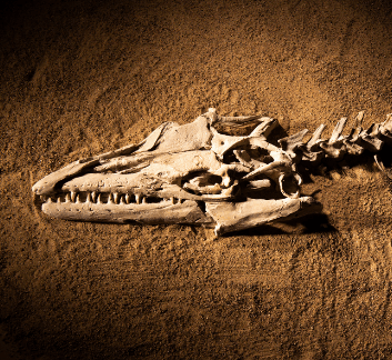 picture of dinosaur fossil