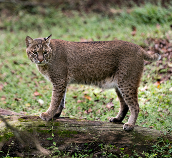 Bobcat