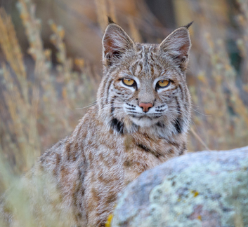 Bobcat