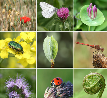 Collage of images of plants and insects 