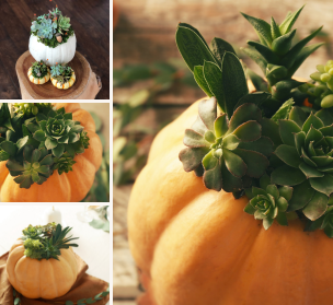 image of pumpkins with succulents