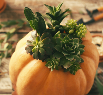image of pumpkin with succulents