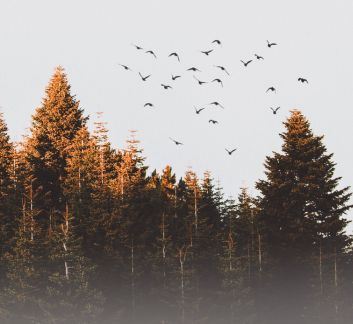 Forest with grey sky and orange-brown trees. Birds are flying in the distance.